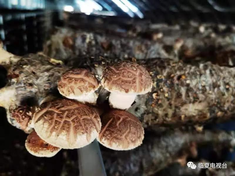 食用菌产业2.jpg