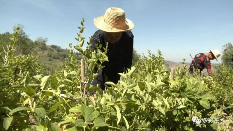 金银花开关卜岭 双手“摘”出好日子1.jpg