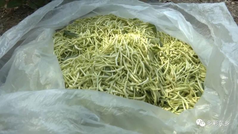 金银花开关卜岭 双手“摘”出好日子3.jpg