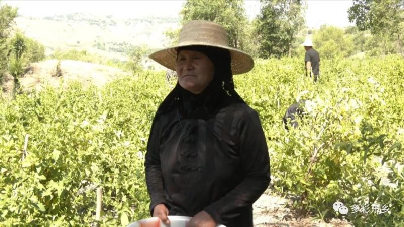 金银花开关卜岭 双手“摘”出好日子4.jpg