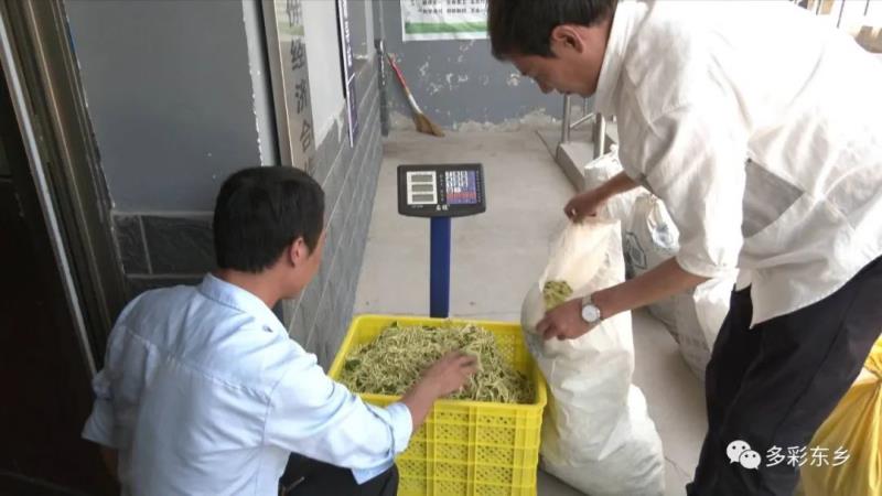 金银花开关卜岭 双手“摘”出好日子5.jpg