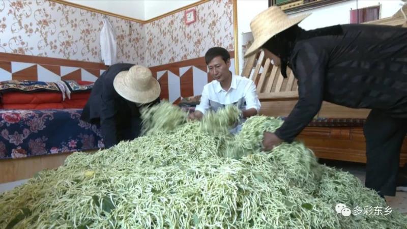 金银花开关卜岭 双手“摘”出好日子6.jpg