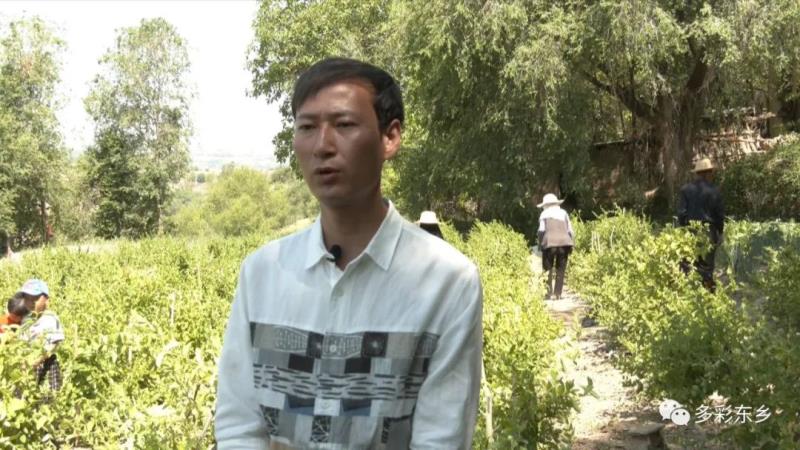 金银花开关卜岭 双手“摘”出好日子7.jpg