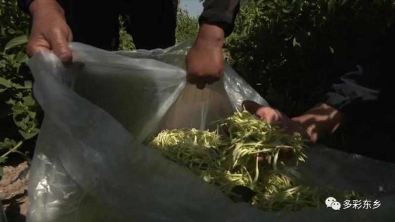 金银花开关卜岭 双手“摘”出好日子8.jpg