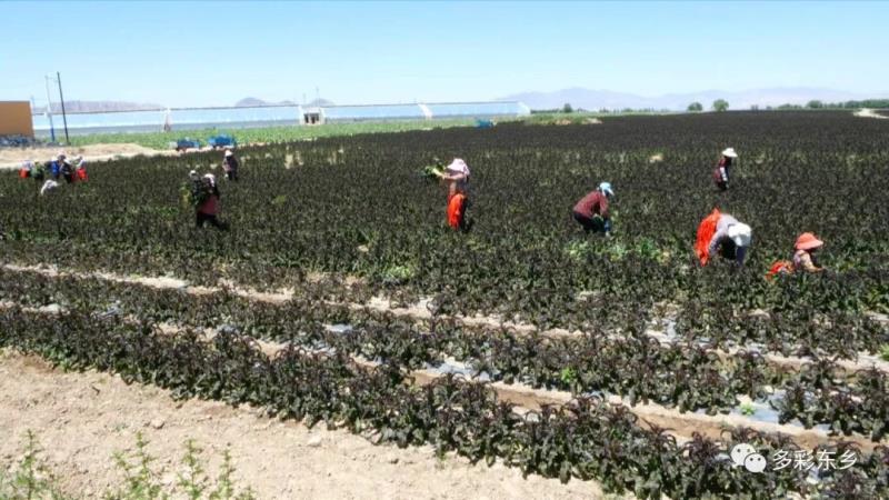 东乡县：高原夏菜收获忙 “蔬”写百姓增收路1.jpg