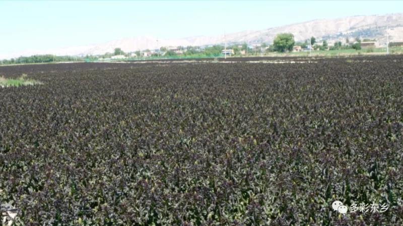 东乡县：高原夏菜收获忙 “蔬”写百姓增收路2.jpg