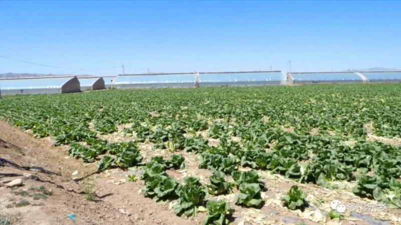 东乡县：高原夏菜收获忙 “蔬”写百姓增收路3.jpg