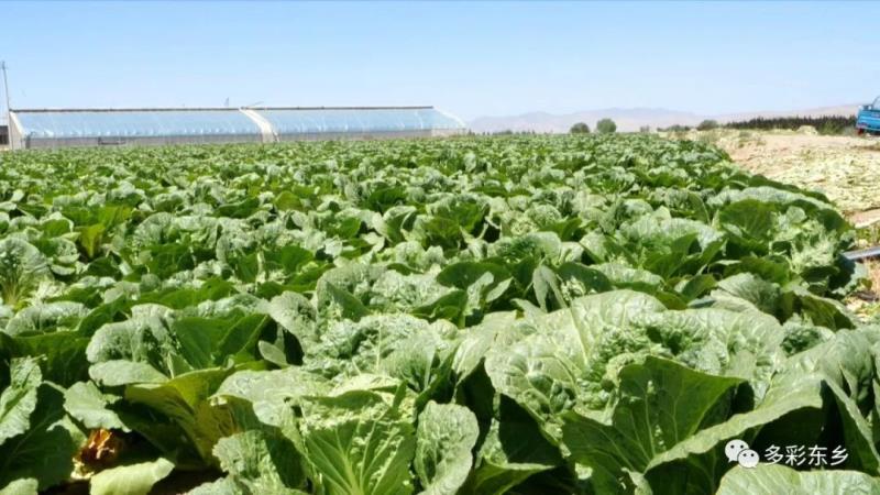 东乡县：高原夏菜收获忙 “蔬”写百姓增收路4.jpg