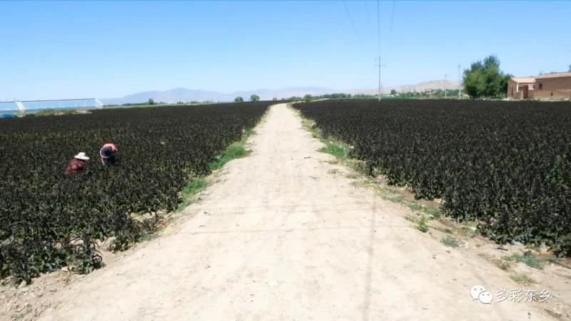 东乡县：高原夏菜收获忙 “蔬”写百姓增收路5.jpg