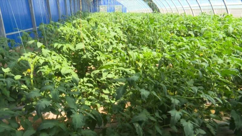 【调结构 兴产业 强三农】东乡县龙泉镇：蔬菜长势喜人 致富“丰”景美好1.jpg