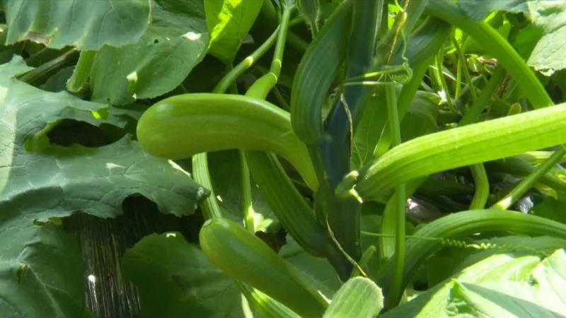 【调结构 兴产业 强三农】东乡县龙泉镇：蔬菜长势喜人 致富“丰”景美好2.jpg