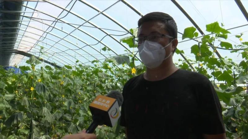 【调结构 兴产业 强三农】东乡县龙泉镇：蔬菜长势喜人 致富“丰”景美好3.jpg