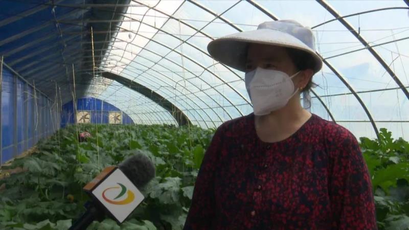 【调结构 兴产业 强三农】东乡县龙泉镇：蔬菜长势喜人 致富“丰”景美好4.jpg