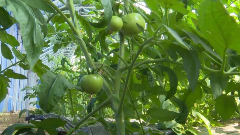 【调结构 兴产业 强三农】东乡县龙泉镇：蔬菜长势喜人 致富“丰”景美好5.jpg