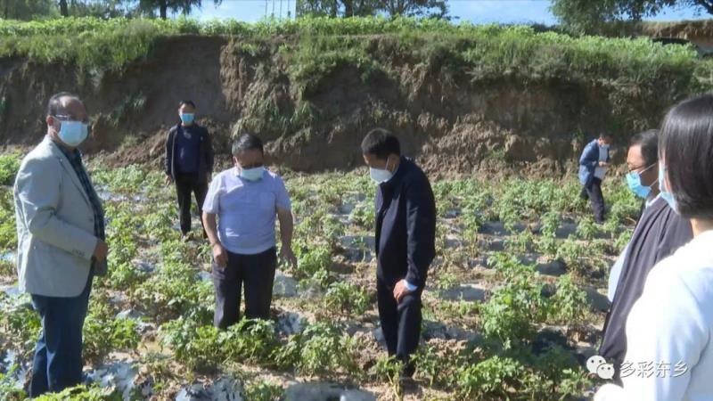 东乡县：马铃薯种植提质增效 助推乡村振兴产业发展5.jpg